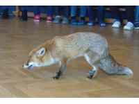 Liška - výukový pořad